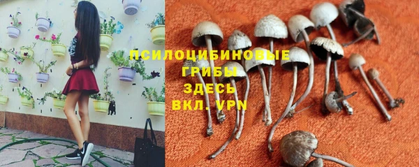 ПСИЛОЦИБИНОВЫЕ ГРИБЫ Дмитров